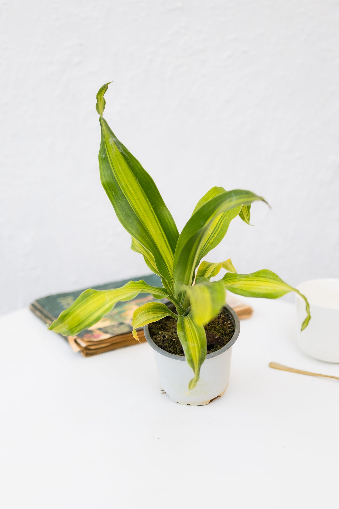 Palo Brasil Dracena Fragans Gold Cord