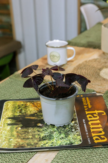 Oxalis Triangularis Trébol Africano