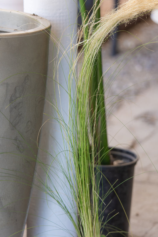 Stipa
