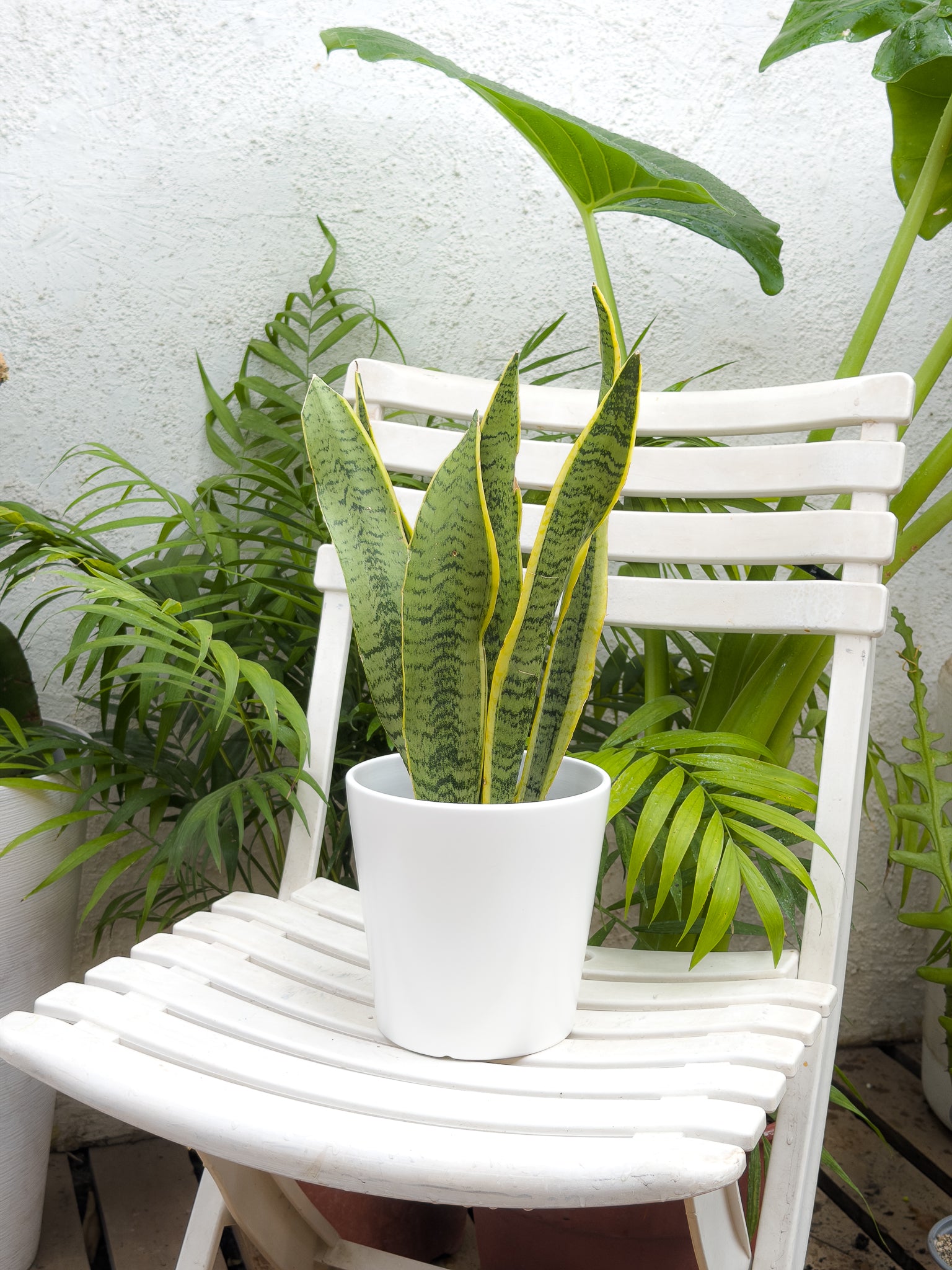 sansevieria exterior sol Sansevieria Laurentii | Lengua de Suegra | Comprar