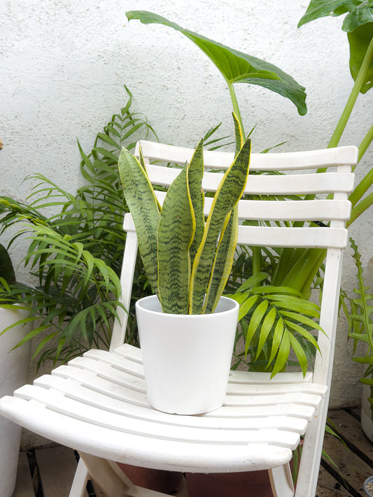 Sansevieria Laurentii