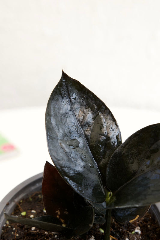 Zamiocoulca Zamiifolia ZZ