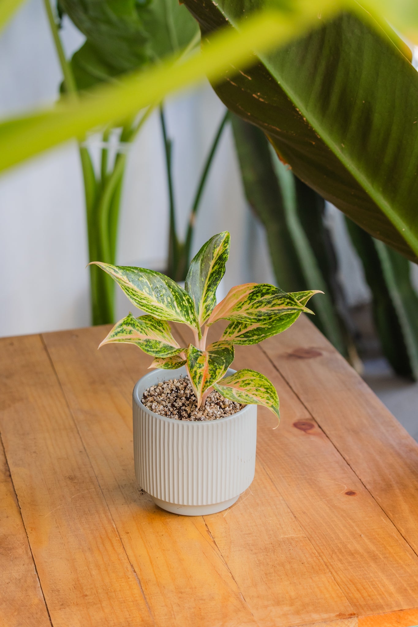 Aglaonema Pink Butterfly
