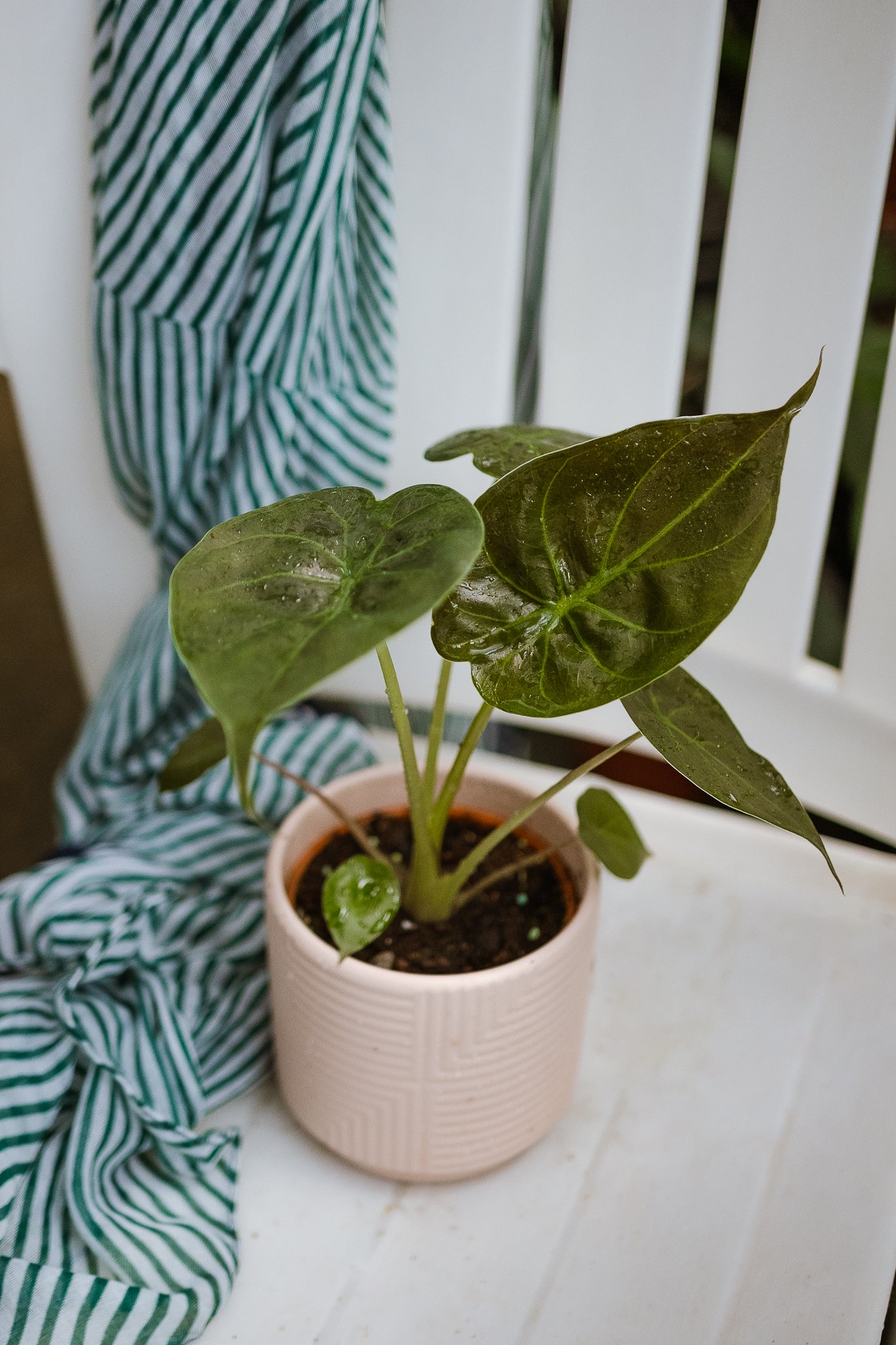 Alocasia Wentii