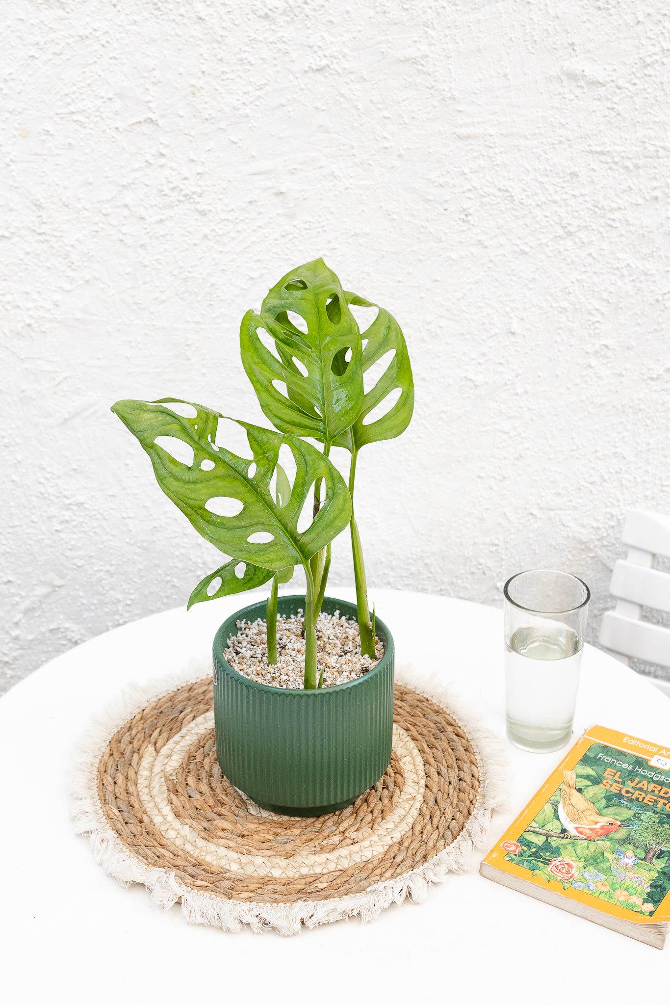 monstera adansonii cuidados Monstera Adansonii | Comprar planta con huecos
