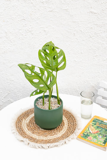 Monstera Adansonii