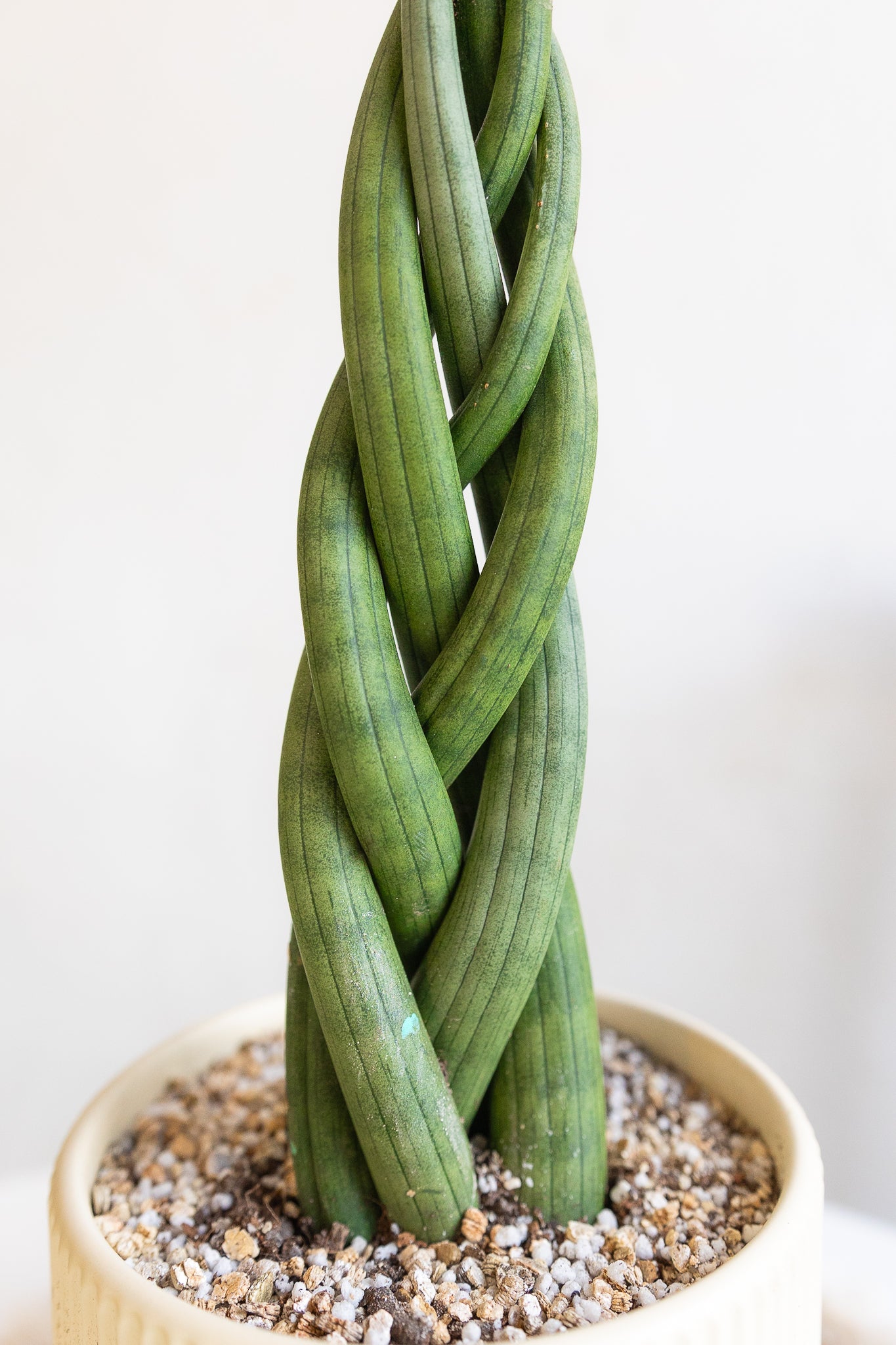 sansevieria cylindrica trenzada Sansevieria Trenzada | Lengua de suegra decorativa | Comprar