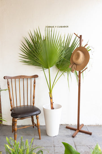 Palmera Washingtonia