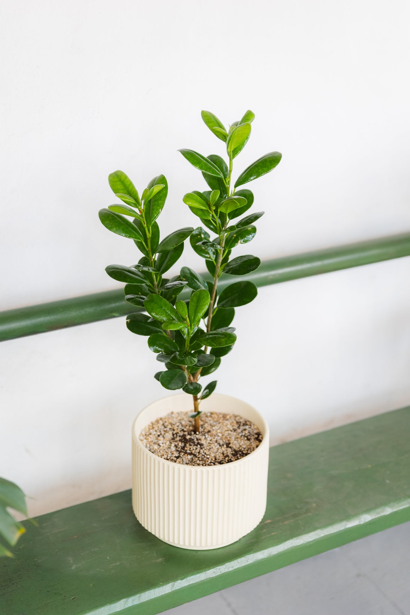 Ficus Moclame