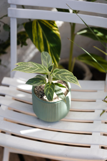 Aglaonema Mukliamthong