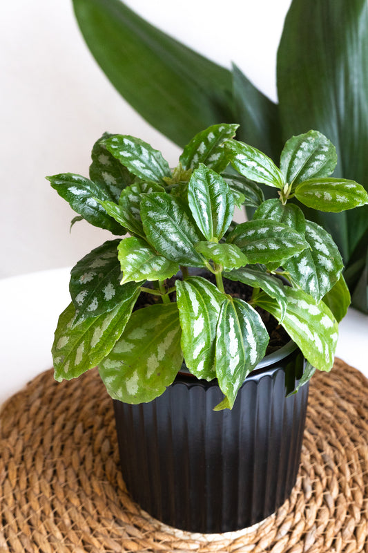 Pilea Cadierei
