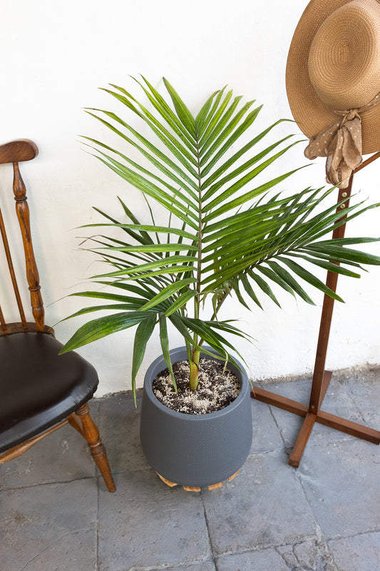 Palmera Kentia - Kenäz