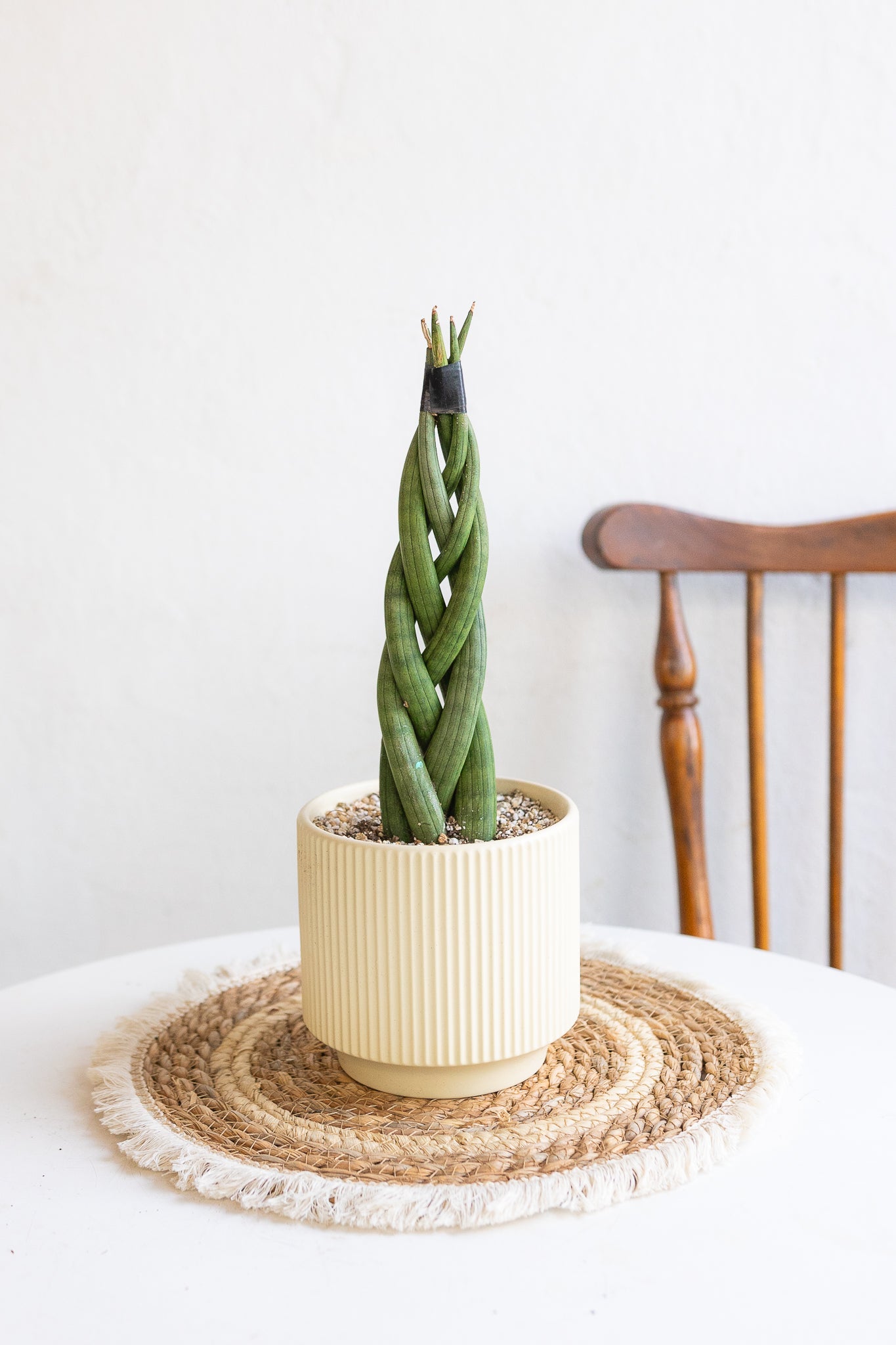 Sansevieria Cilíndrica Trenzada