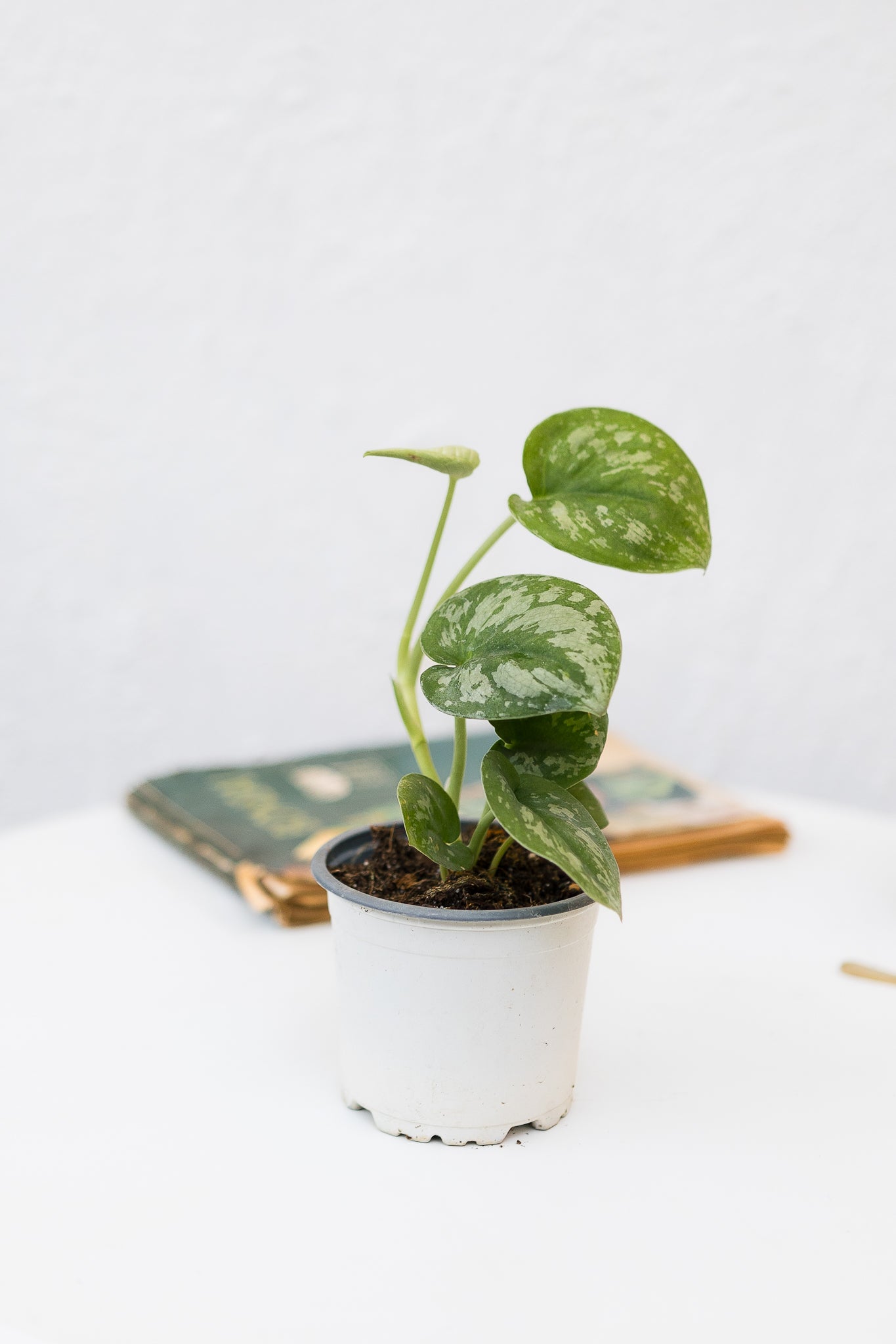 レア　Scindapsus MIRACLE 親株写真あり Scindapsus Pictus Exótica | Planta plateada | Comprar | Kenaz
