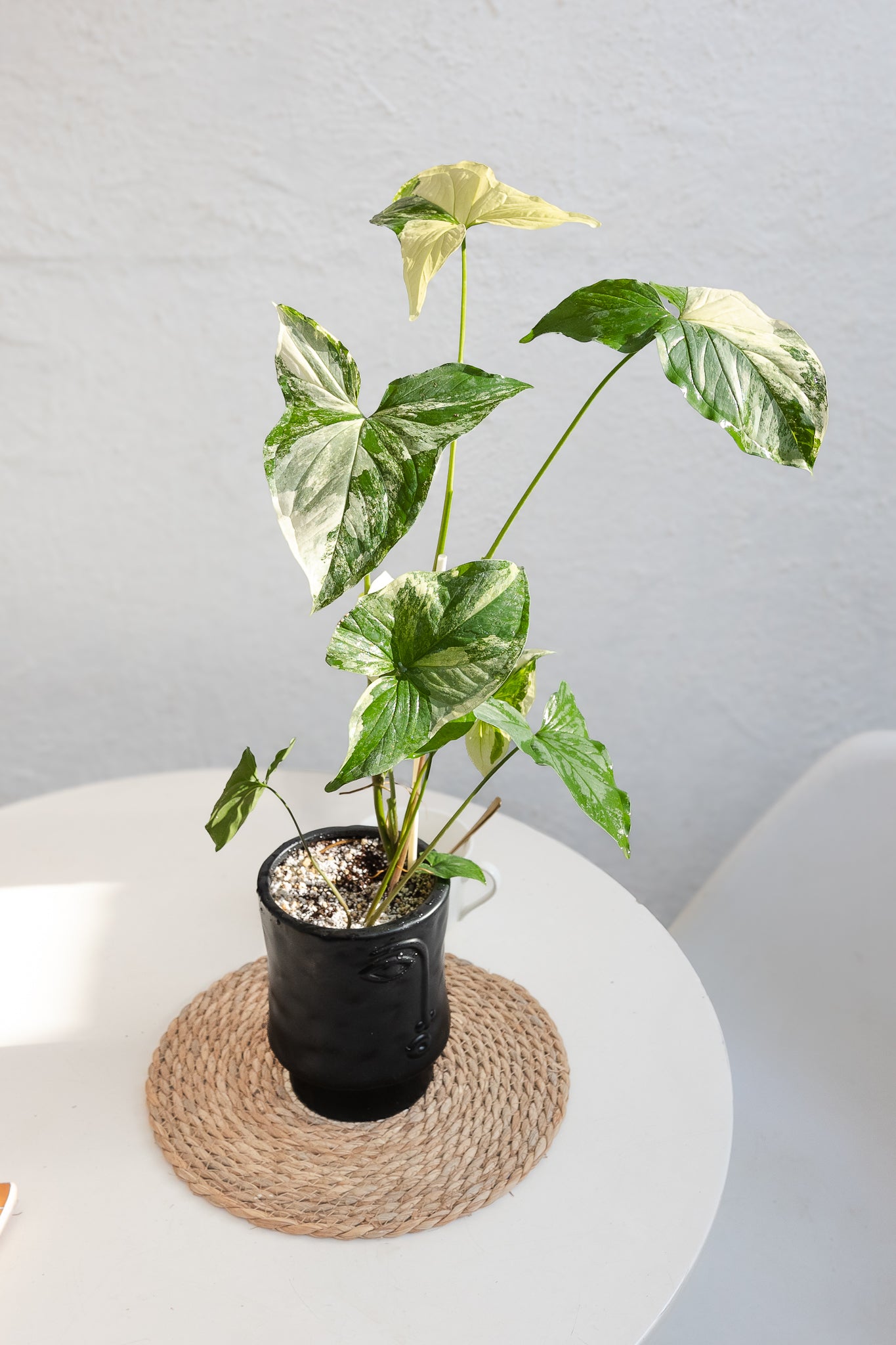 Singonio Variegado
