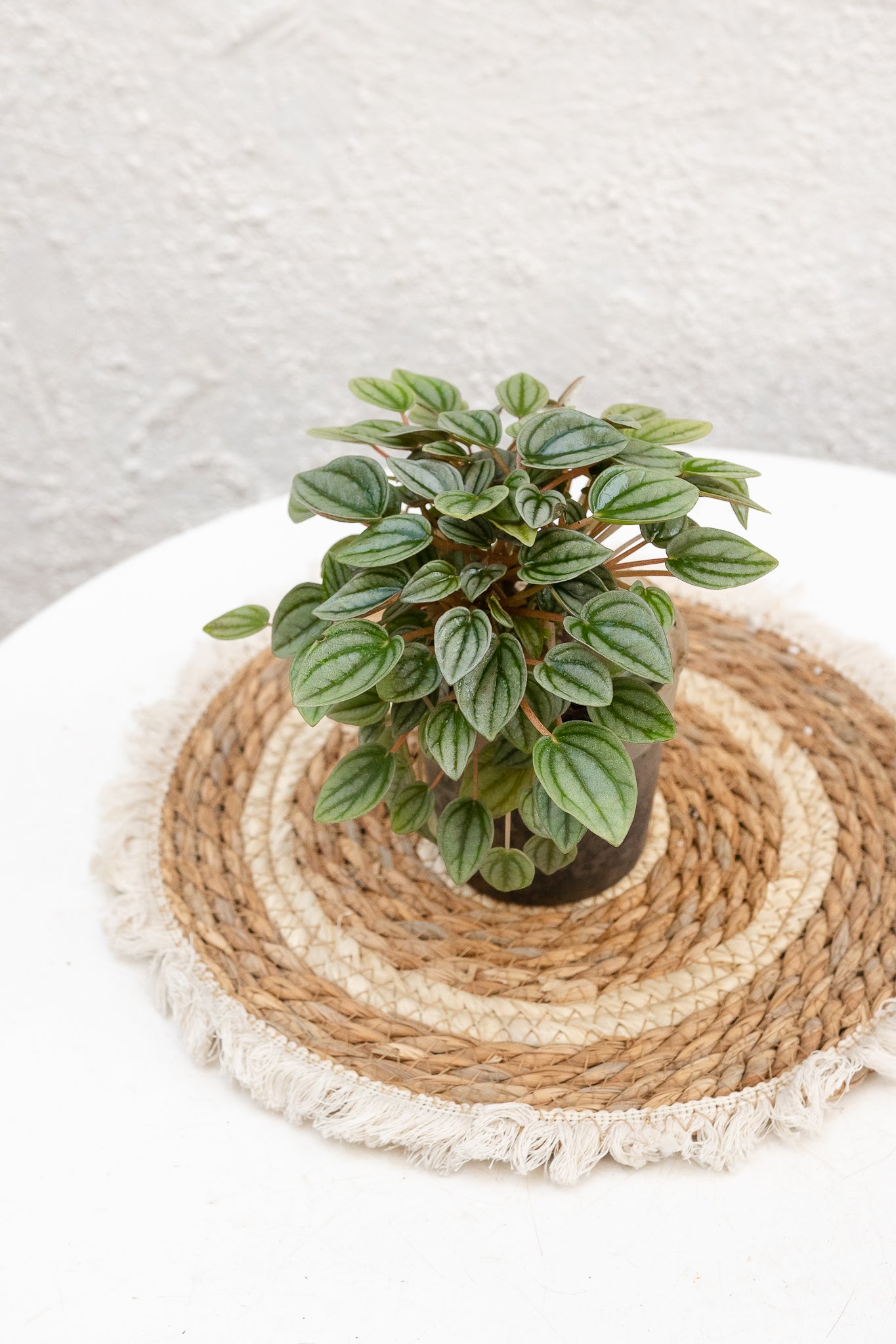 Peperomia Napoli Night