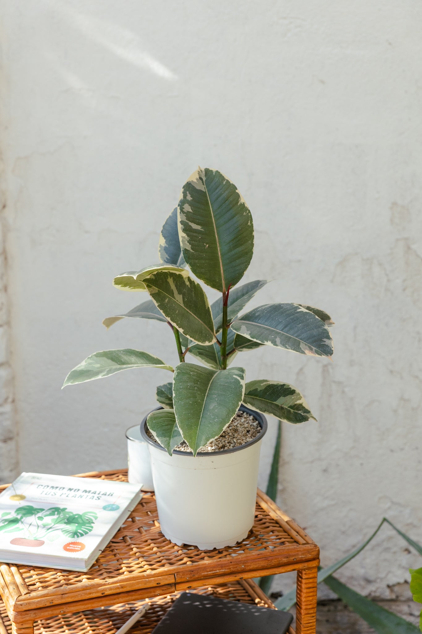Ficus Pink Tineke Gomero