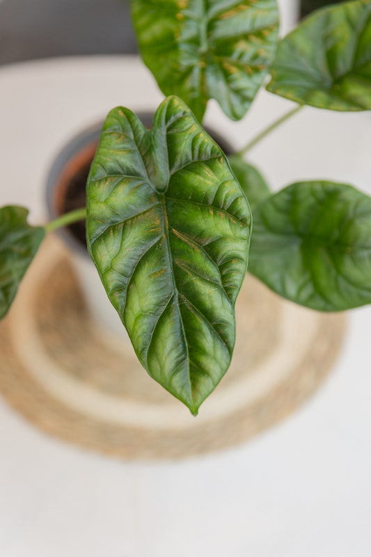 Alocasia Bisma XL