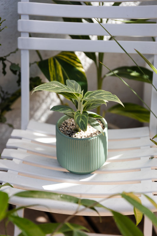 Aglaonema Mukliamthong