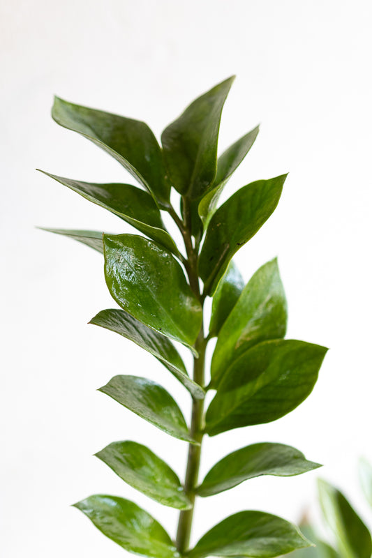 Zamiocoulca Zamiifolia ZZ