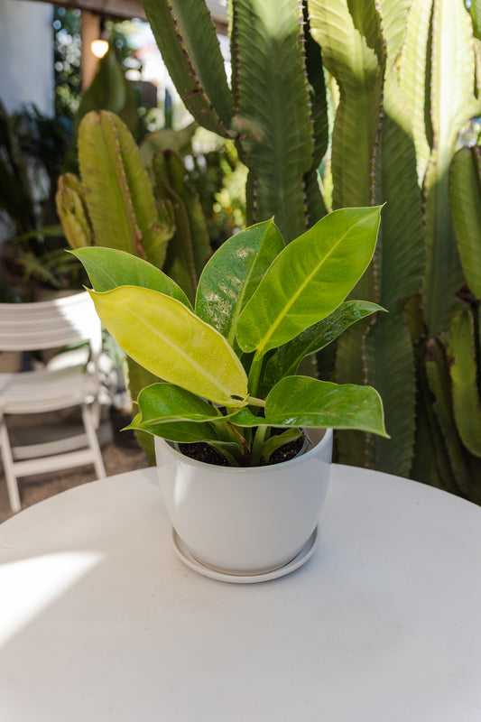 Filodendro Gold Lemon