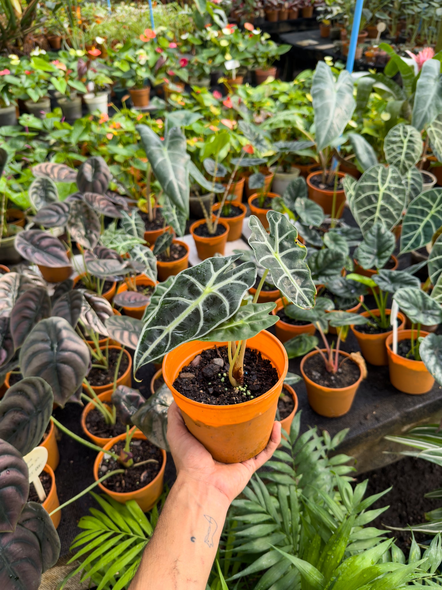 Alocasia Amazonica | Planta exótica de interior | Comprar