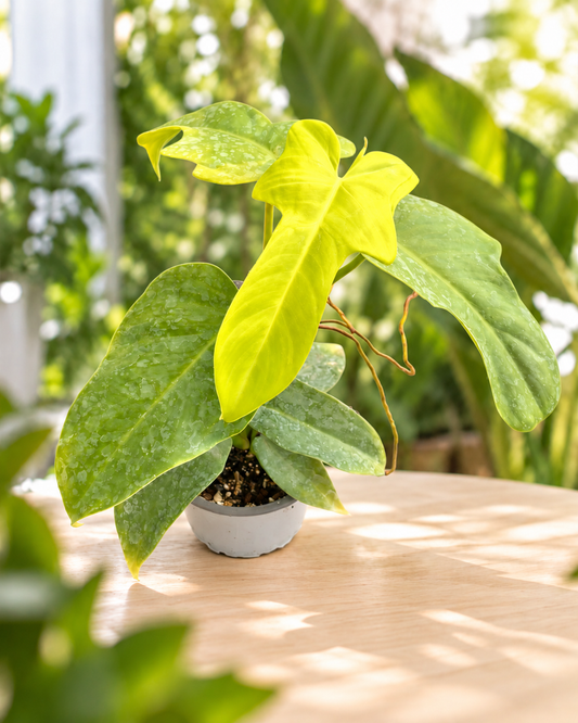 Philodendron bipennifolium aurea M11 en maceta