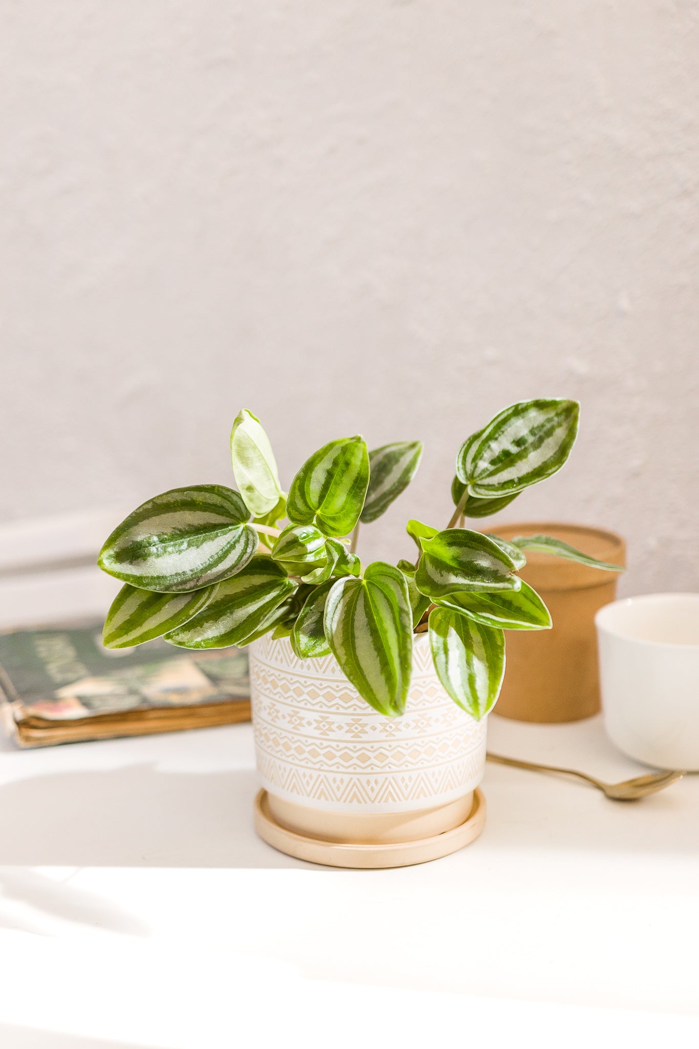 Peperomia WaterMelon