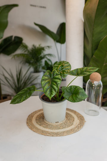 Alocasia Bisma XL