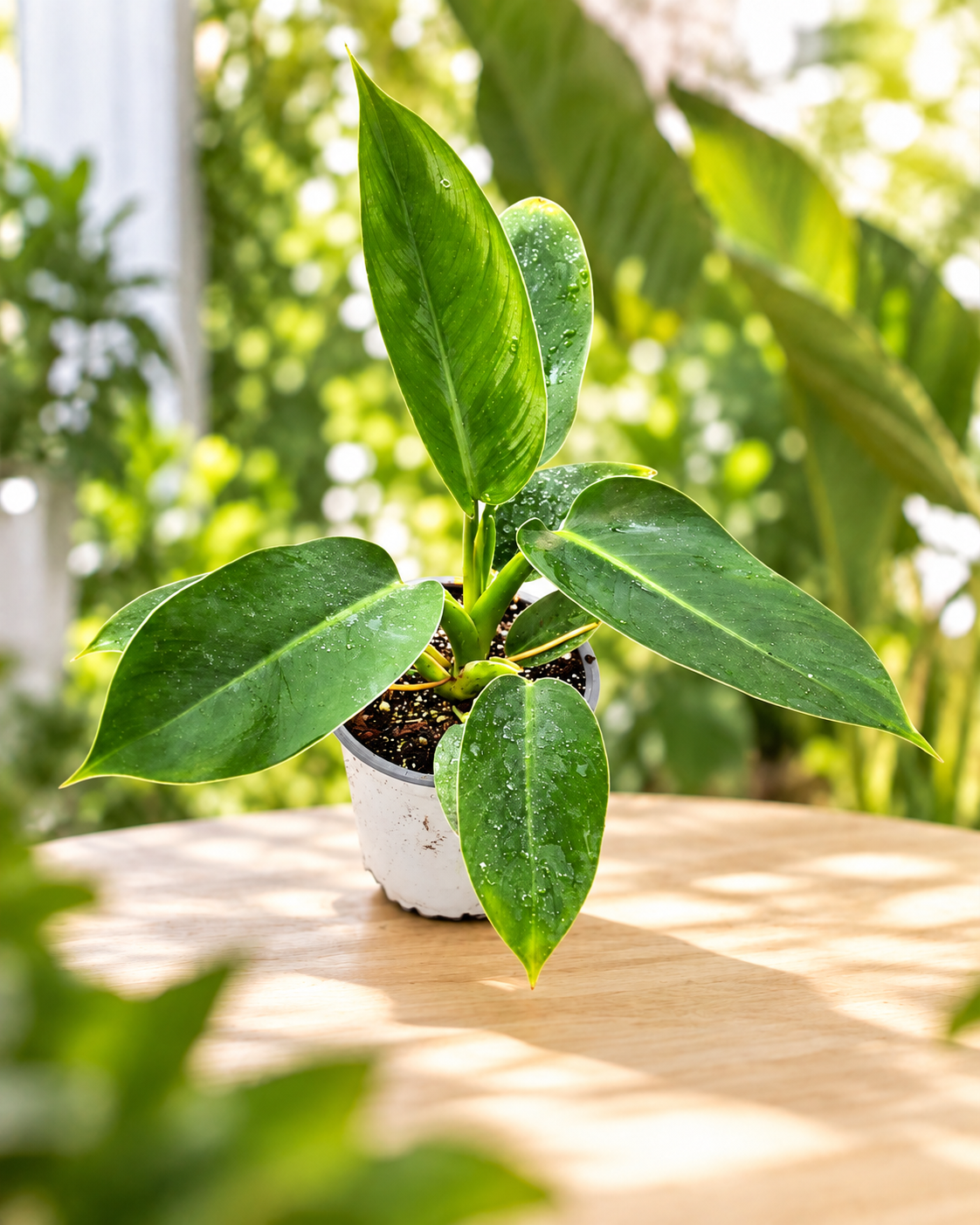 Philodendron imperial green M13 en maceta
