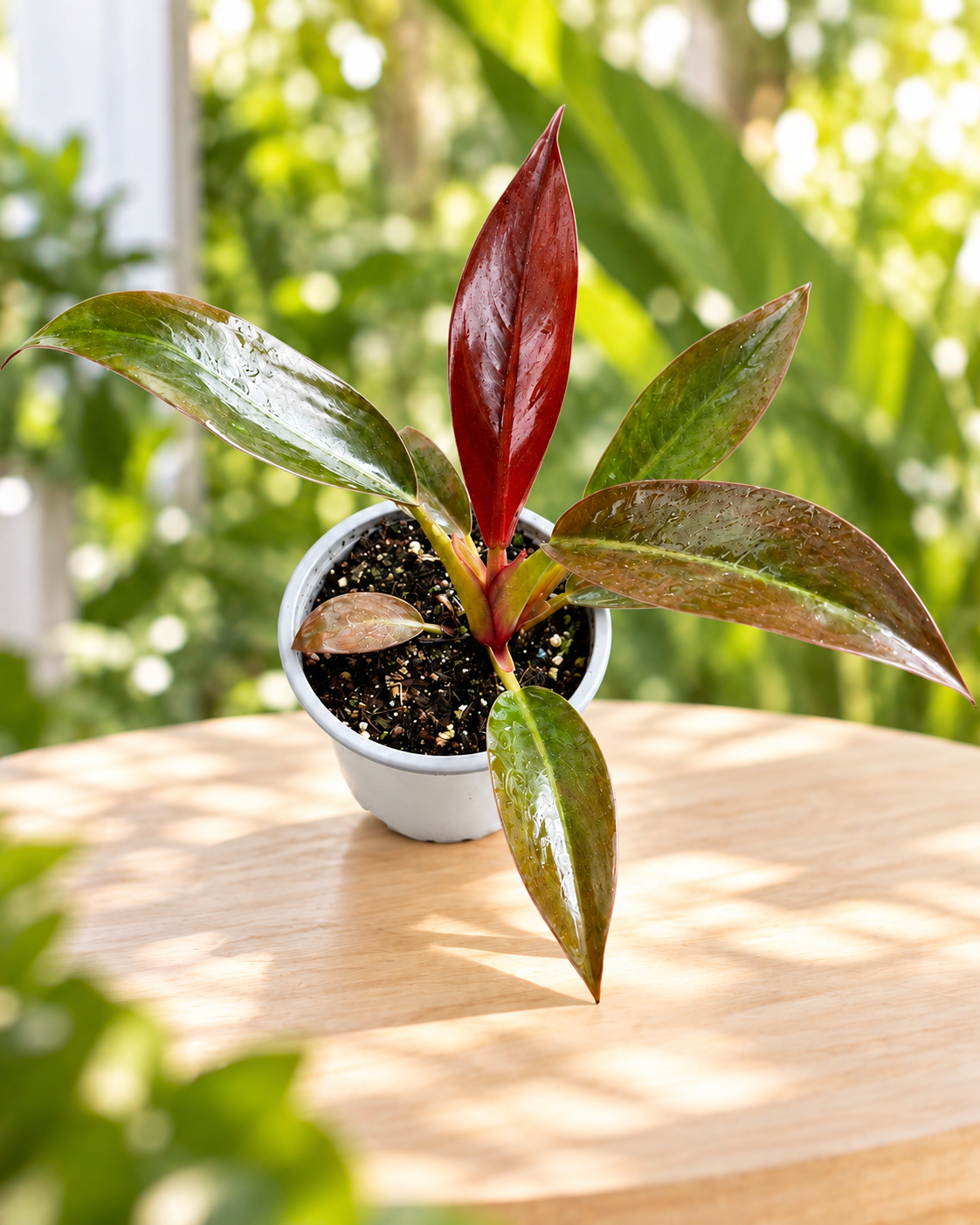 Philodendron imperial red M10 en maceta