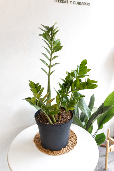cuidados planta zz Zamioculca ZZ | Planta de interior resistente | Comprar