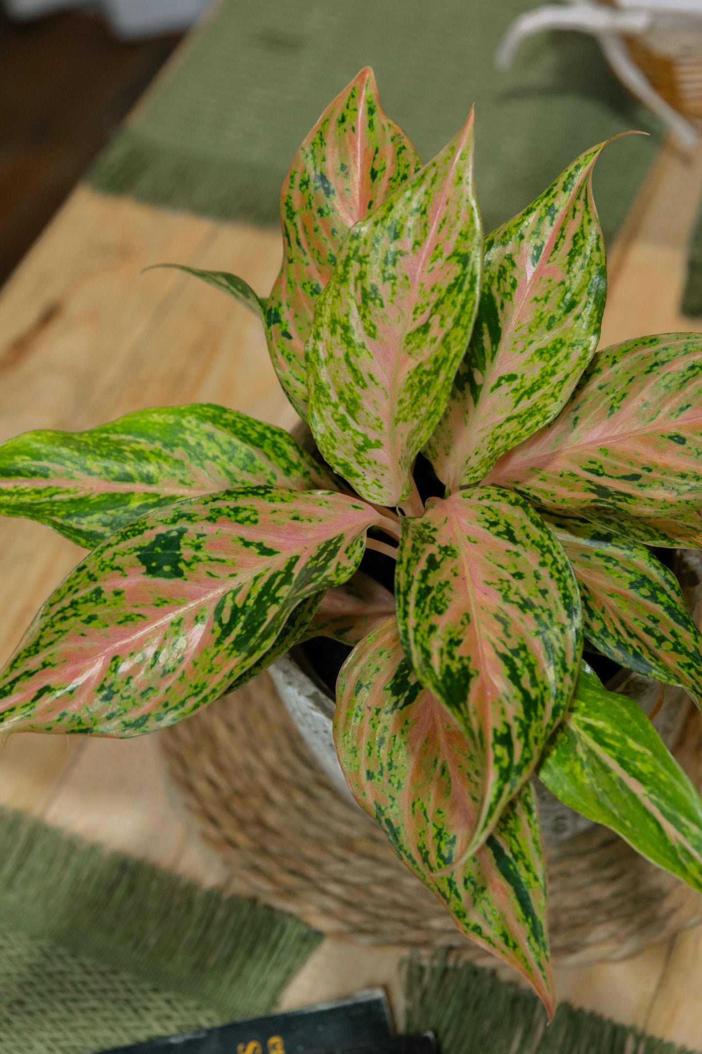 pink butterfly aglaonema Aglaonema Pink Butterfly | Planta rosada tropical | Comprar