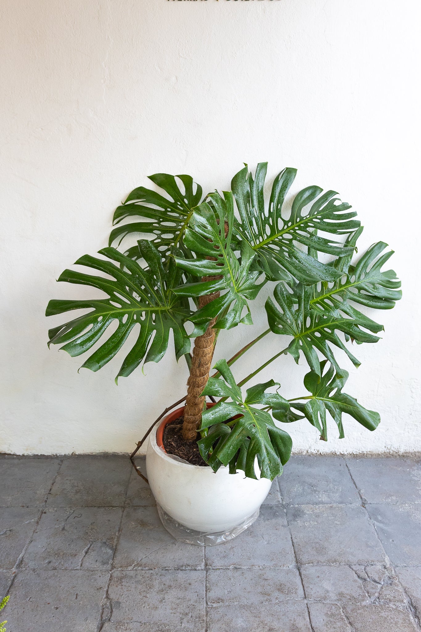 monstera deliciosa beneficios Monstera Deliciosa | Planta de interior | Comprar · Envío Chile
