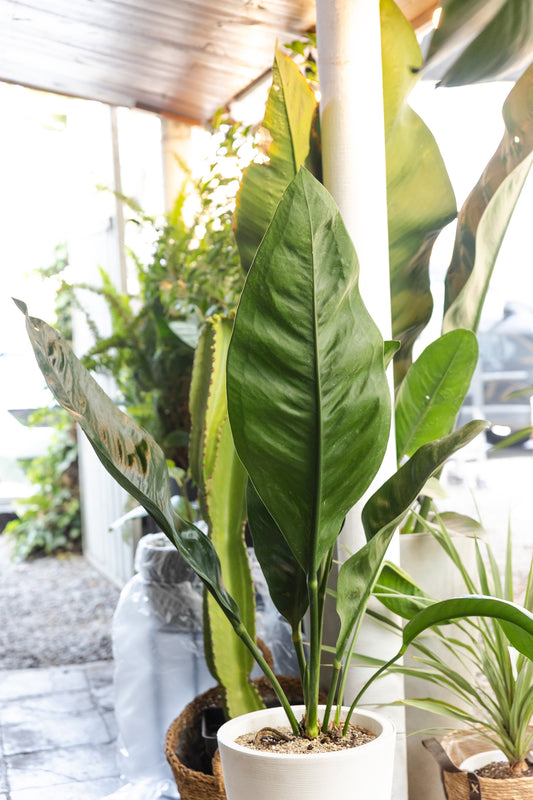 Anturio Gigante Coriaceum