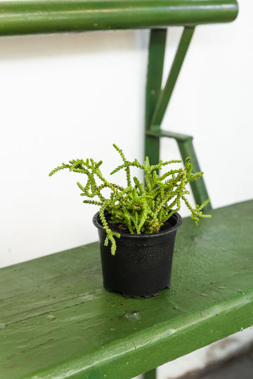 Crassula muscosa
