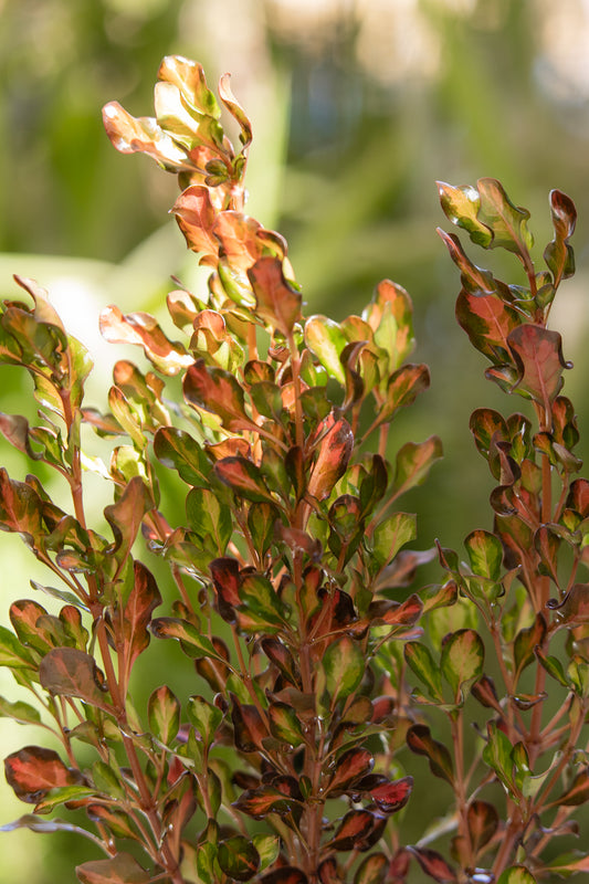 Croprosma