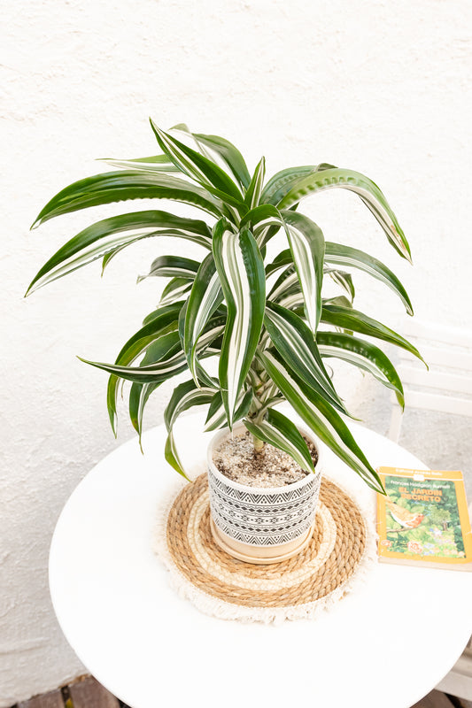 Dracena Helicoidal