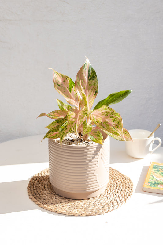 Aglaonema Pink Butterfly