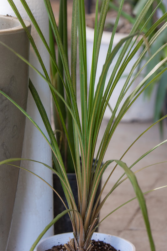 Dracena Exterior
