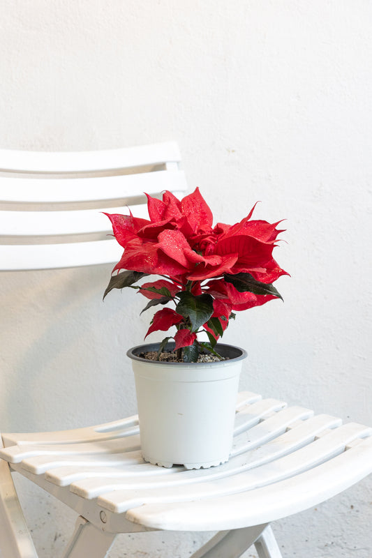 Corona del Inca (Flor de Navidad)