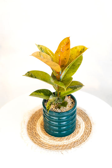 Ficus Shiveriano