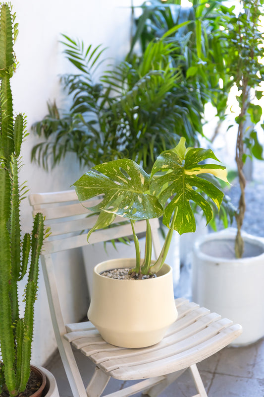 Monstera Thai