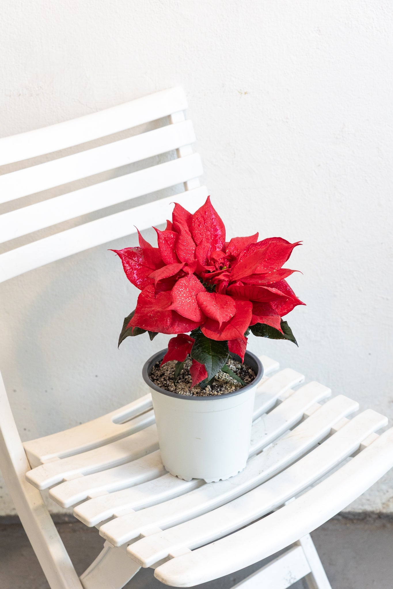 Flor de Navidad | Corona del Inca | Comprar planta | Kenaz Chile