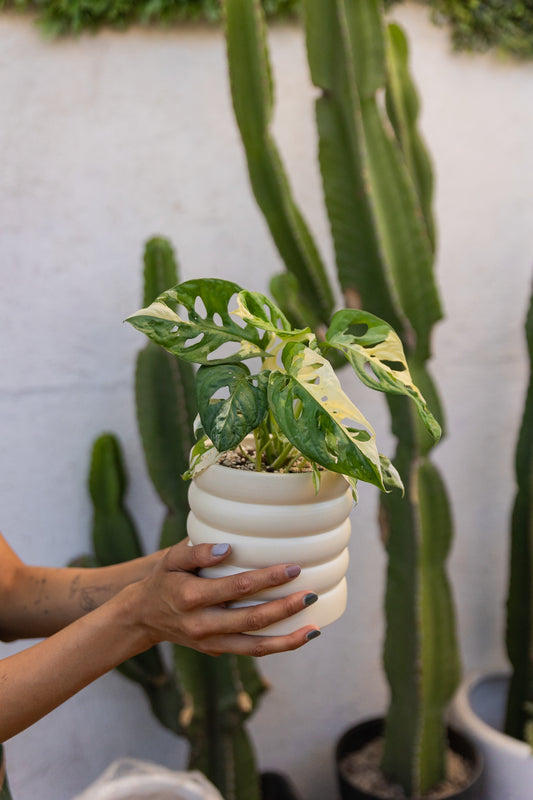 Monstera Adansonii Variegada