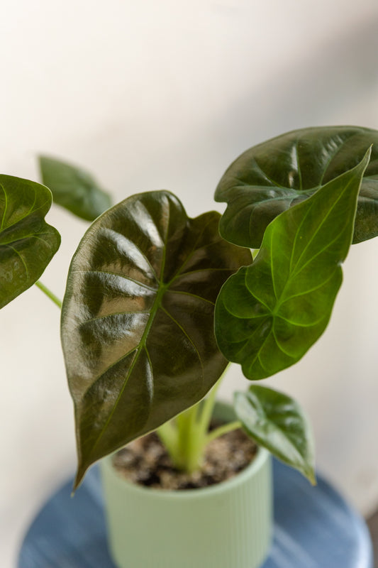 Alocasia Wentii