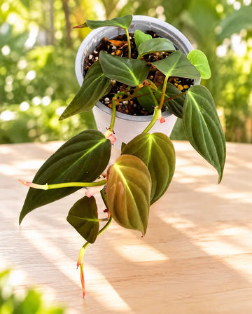 Philodendron selloum micans M11 en maceta