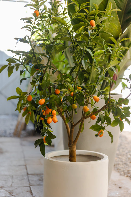 Kumquat