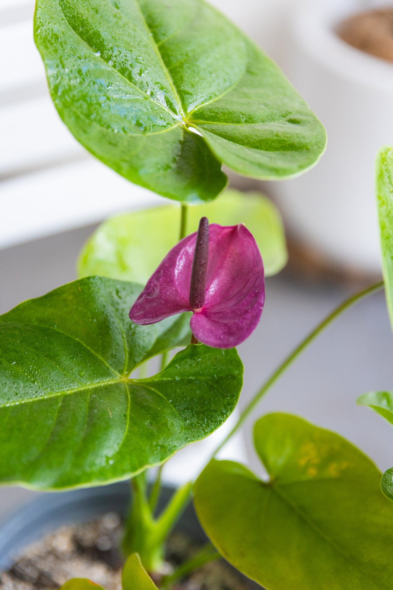 planta anthurium precio Anturio | Planta con flor de interior | Comprar