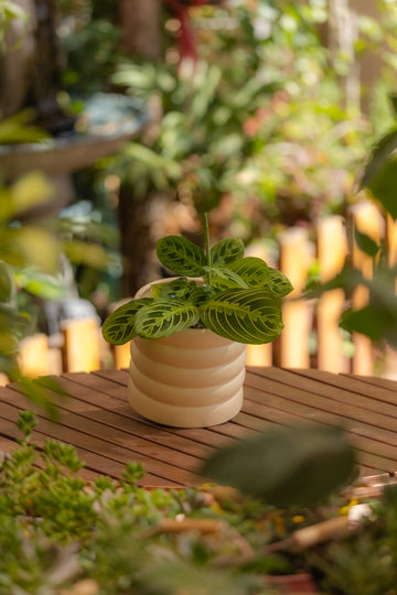 Maranta Lemon Lime